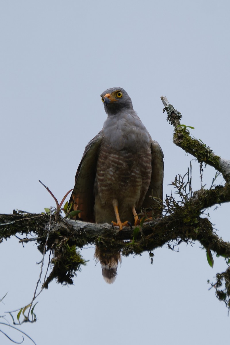 Roadside Hawk - ML487899951