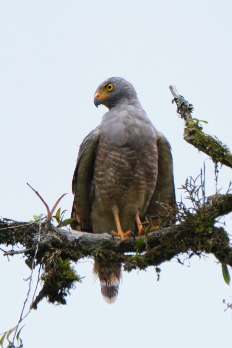 Roadside Hawk - ML487899961