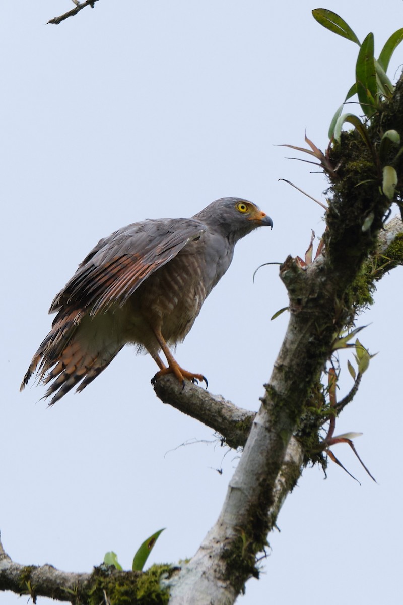 Roadside Hawk - ML487899971