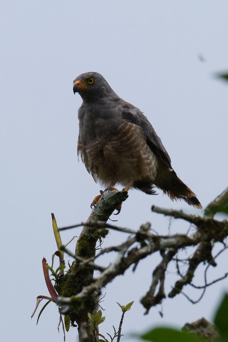 Roadside Hawk - ML487899981