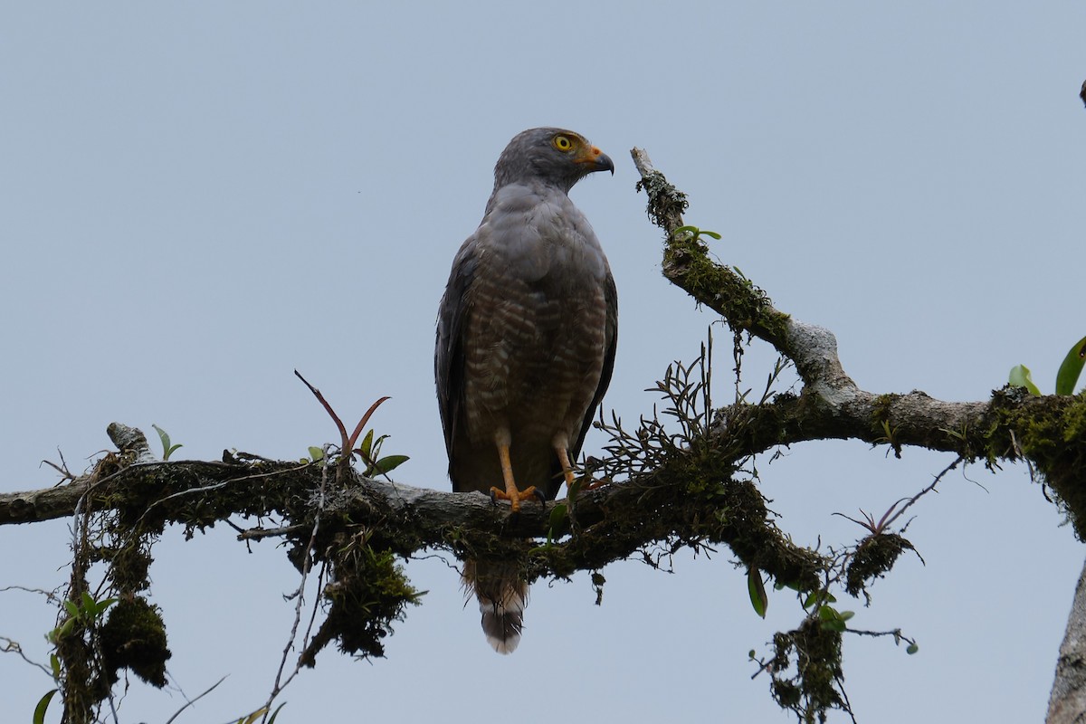 Roadside Hawk - ML487899991