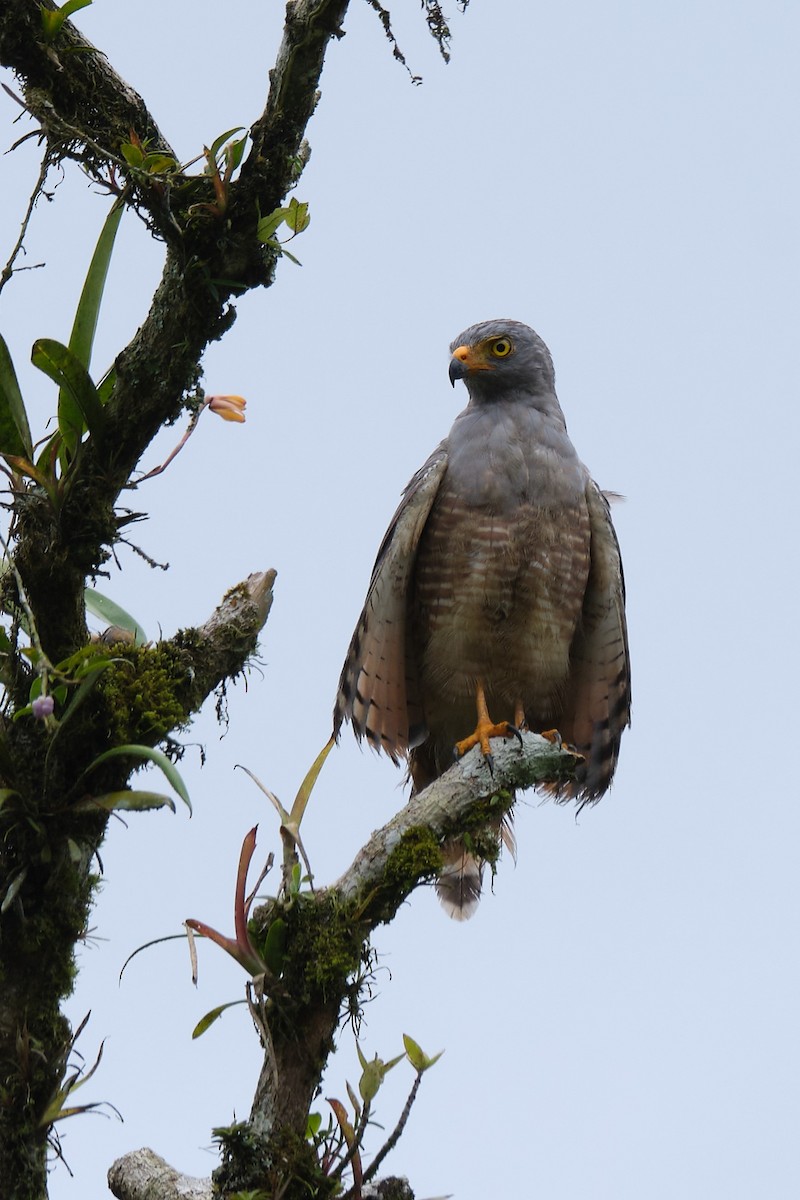 Roadside Hawk - ML487900001