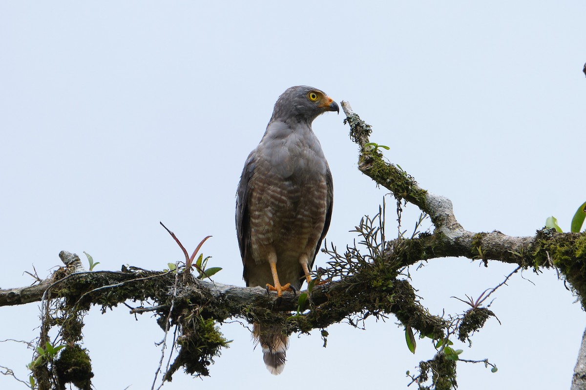 Roadside Hawk - ML487900021