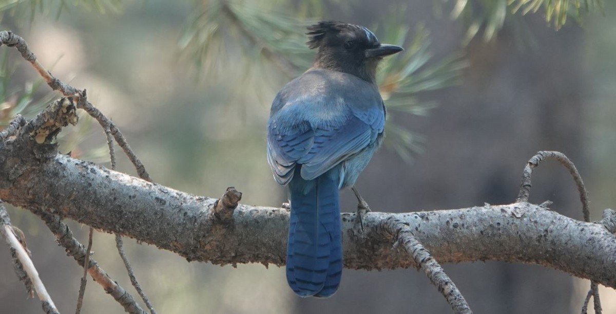 Steller's Jay - ML487900081