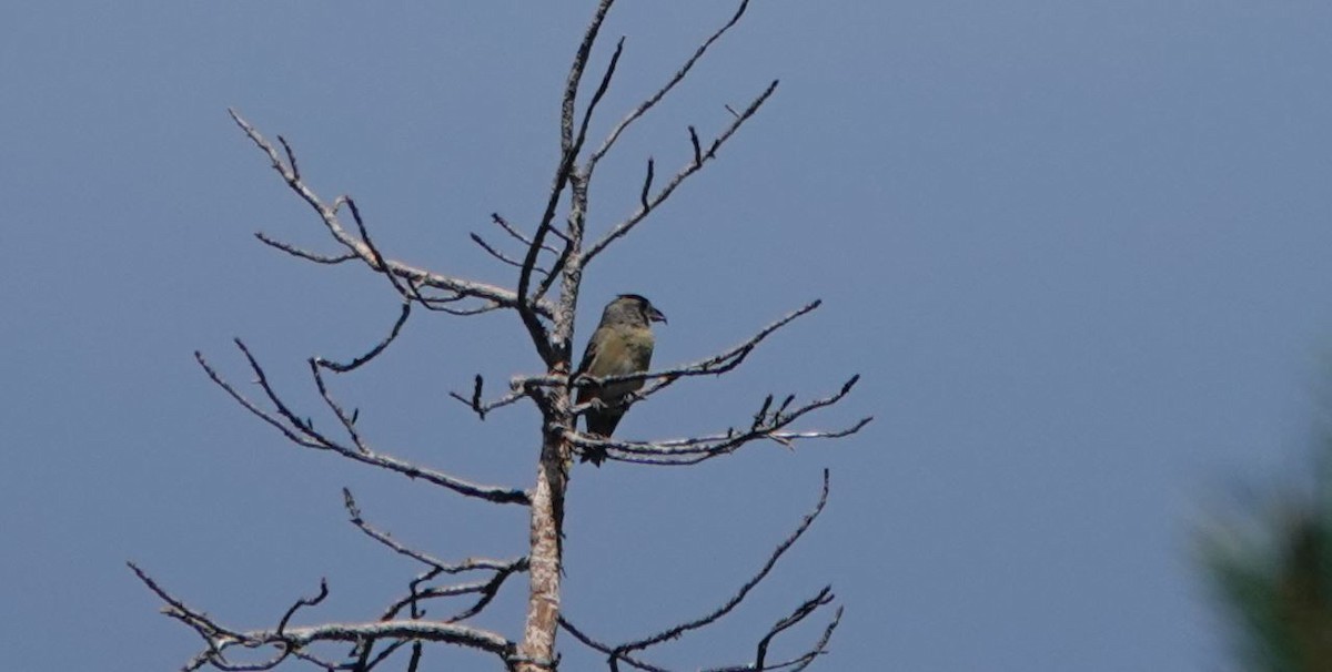 Red Crossbill - ML487900391