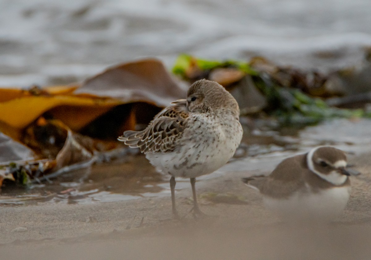 Dunlin - ML487900871