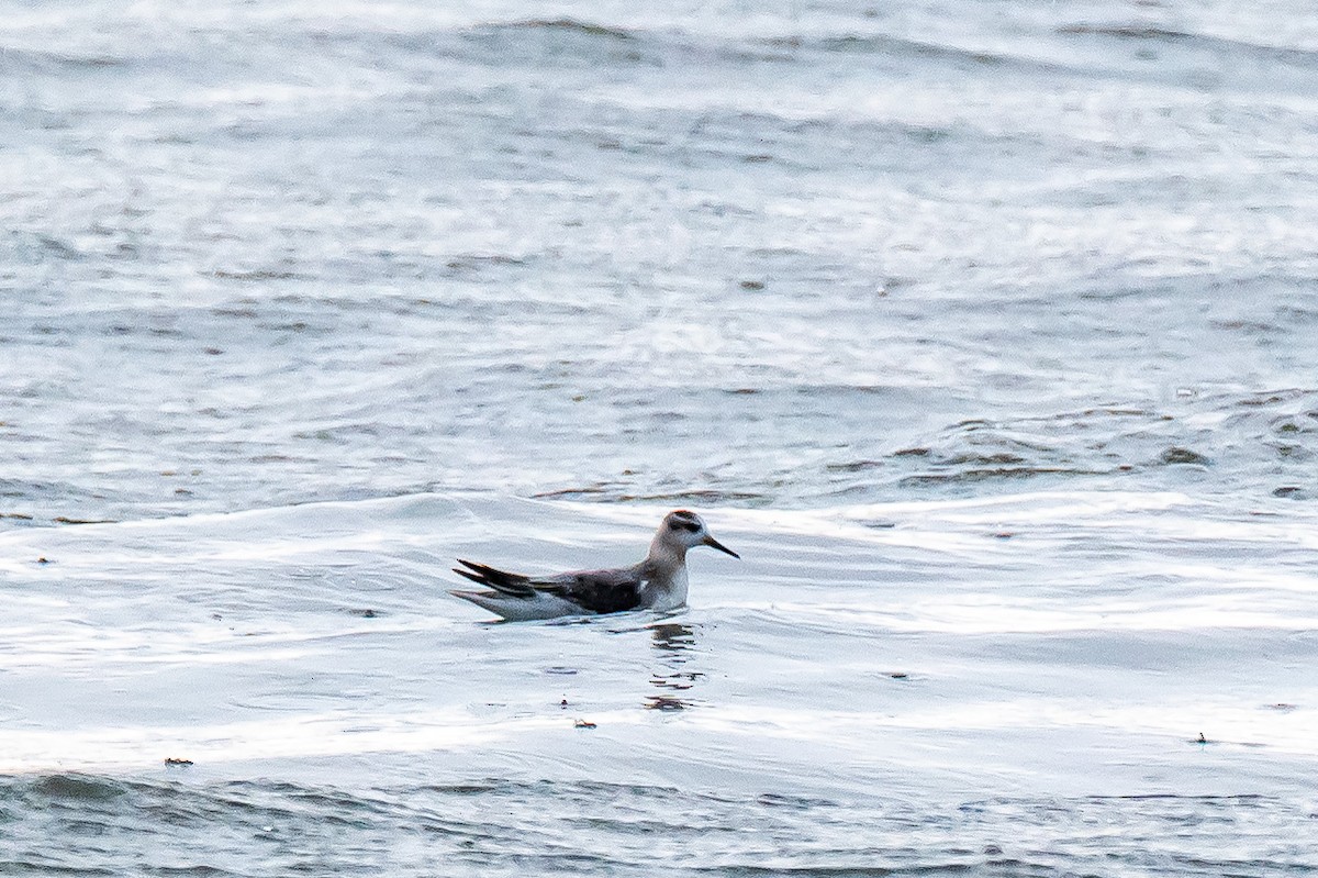 Red Phalarope - Donald Dixon