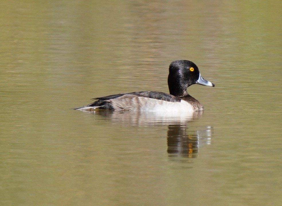 Ring-necked Duck - ML487902531