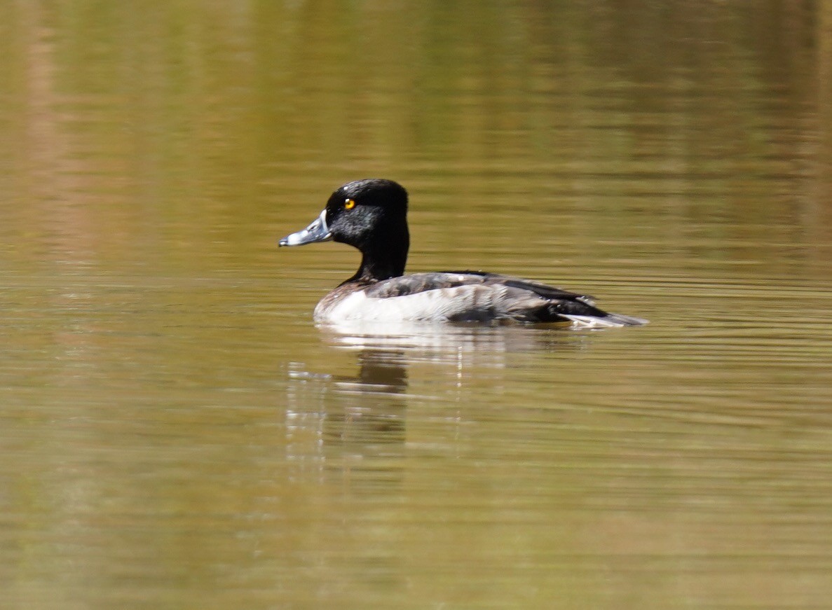 Ring-necked Duck - ML487902571