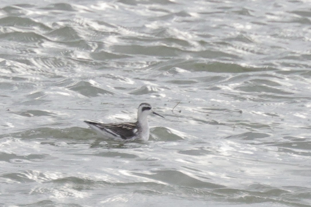 Red-necked Phalarope - Tim Lenz