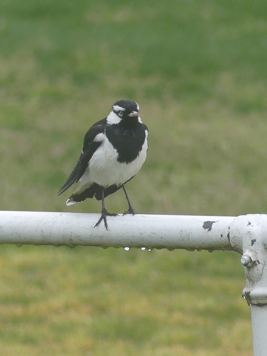 Magpie-lark - Ethan A