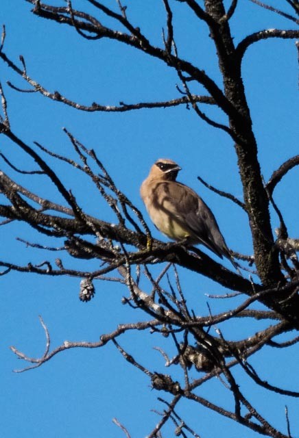 Cedar Waxwing - ML487903111