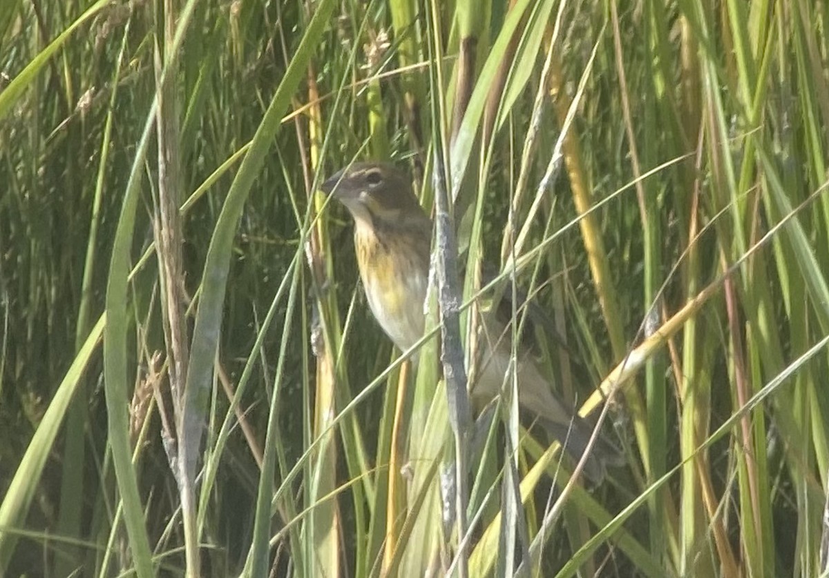 Dickcissel d'Amérique - ML487903131