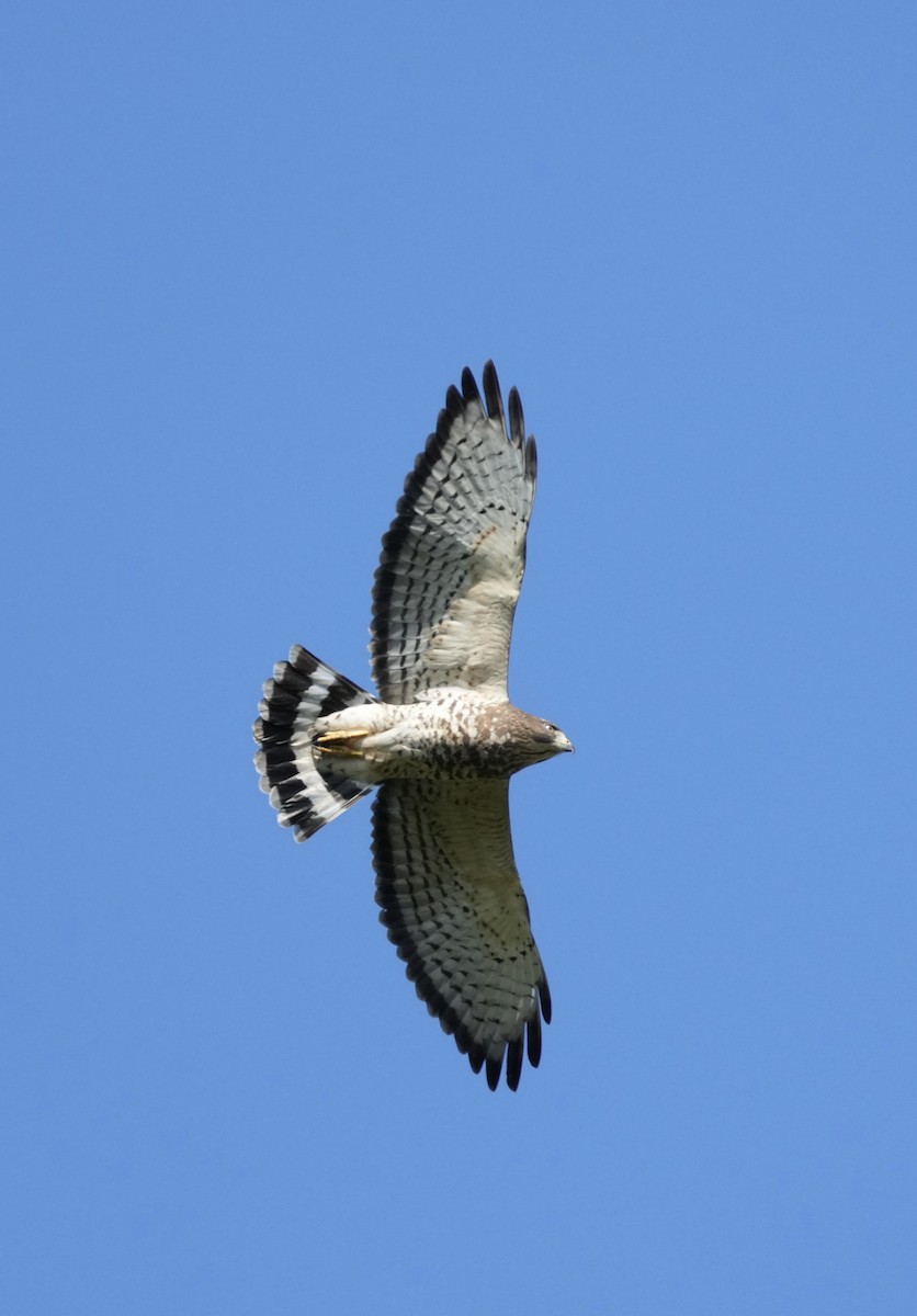Broad-winged Hawk - KMJ Bird