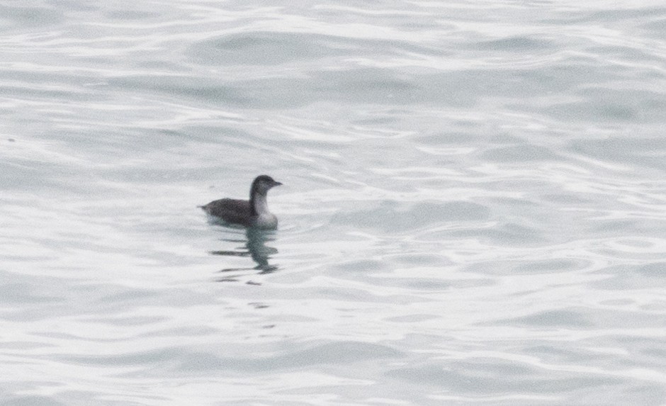 Pacific Loon - ML487903991