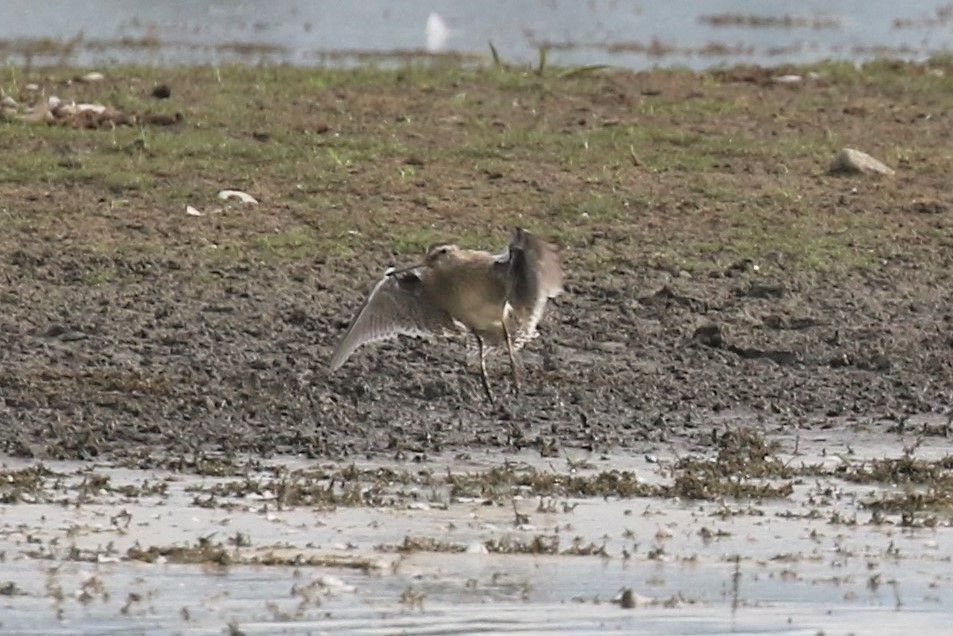 Short-billed Dowitcher - ML487904971