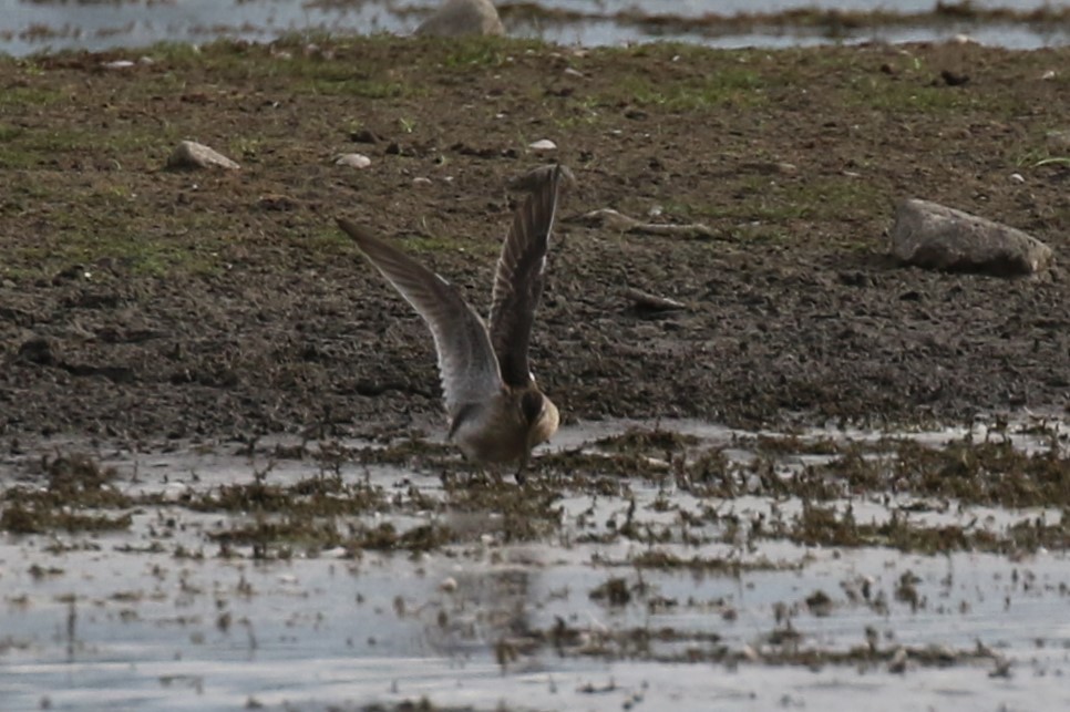 Short-billed Dowitcher - ML487905231