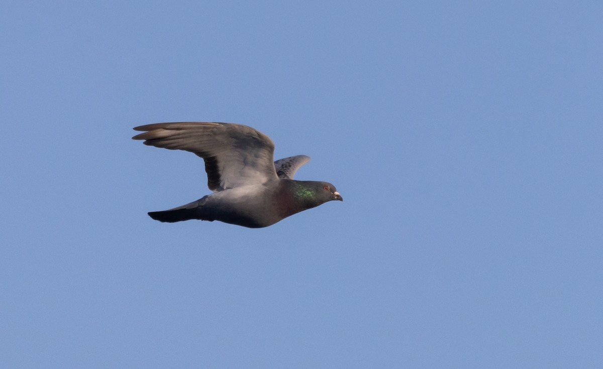 Rock Pigeon (Feral Pigeon) - ML487905651