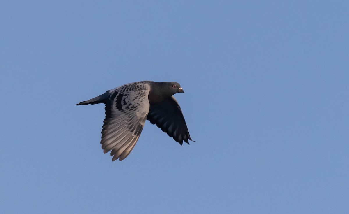 Rock Pigeon (Feral Pigeon) - ML487905661
