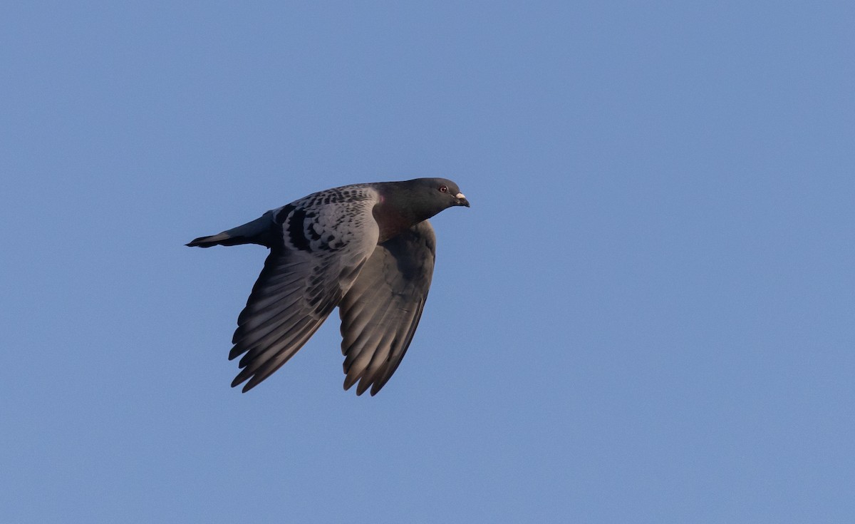 Rock Pigeon (Feral Pigeon) - ML487905671