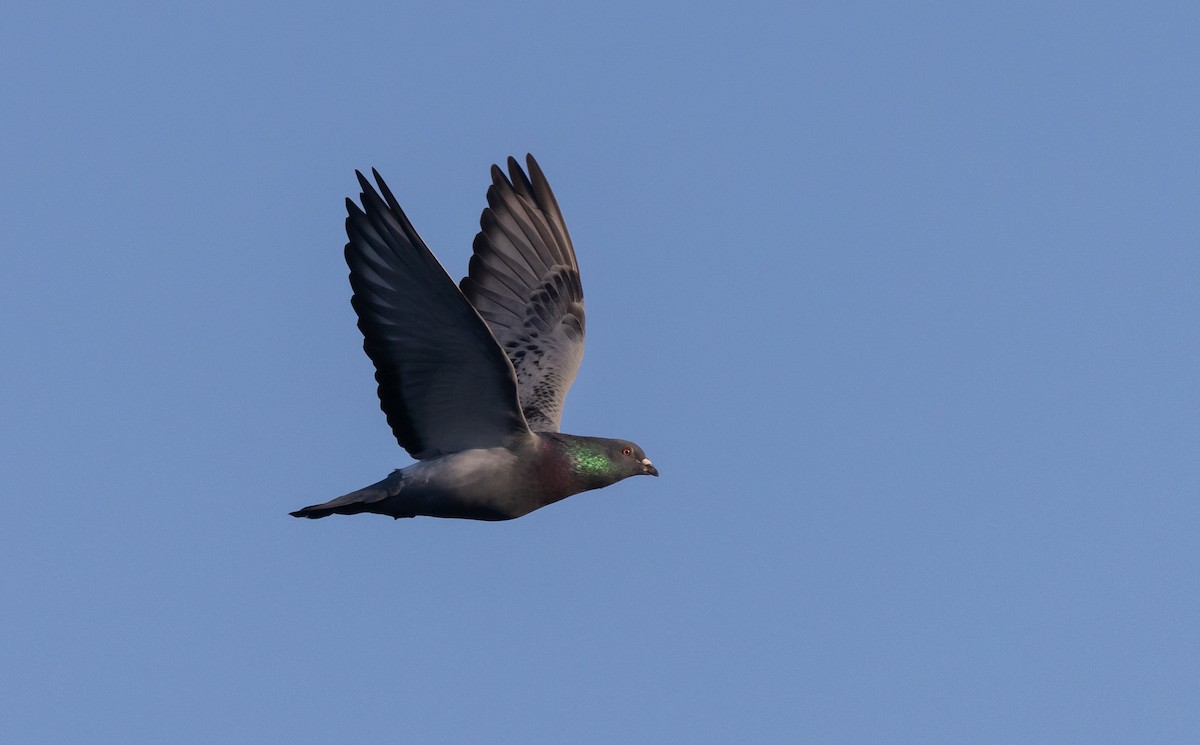 Rock Pigeon (Feral Pigeon) - ML487905701