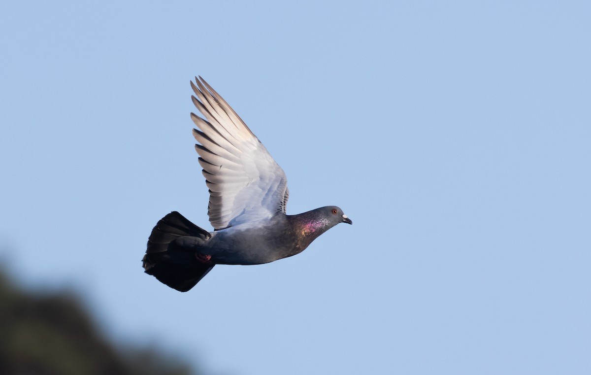 Rock Pigeon (Feral Pigeon) - ML487905881
