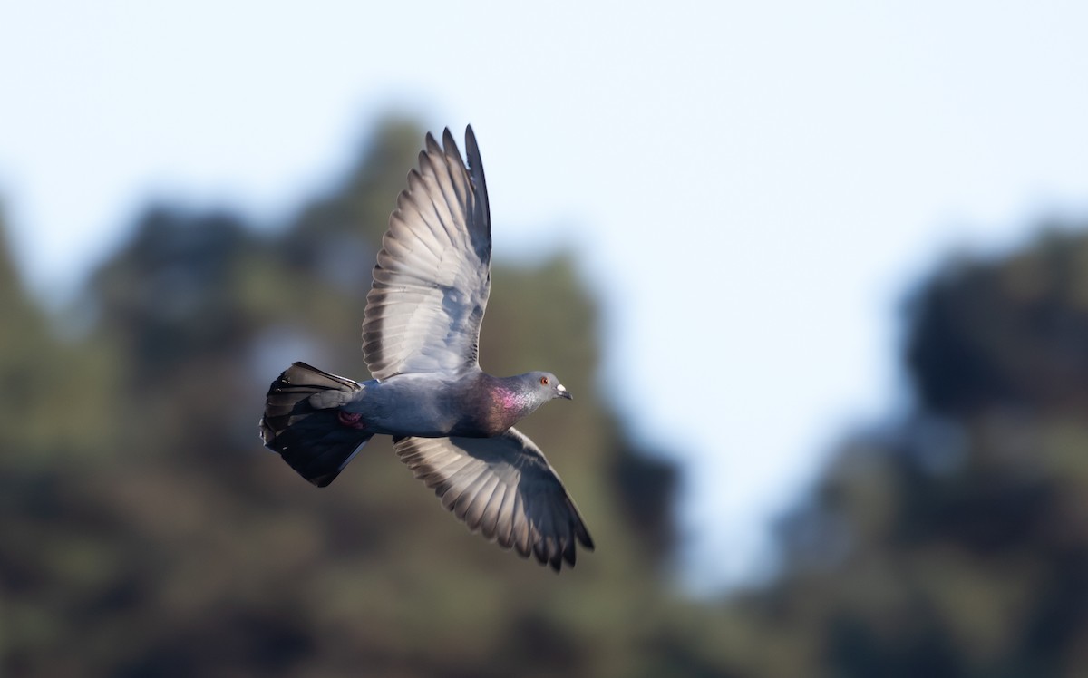 Rock Pigeon (Feral Pigeon) - ML487905901
