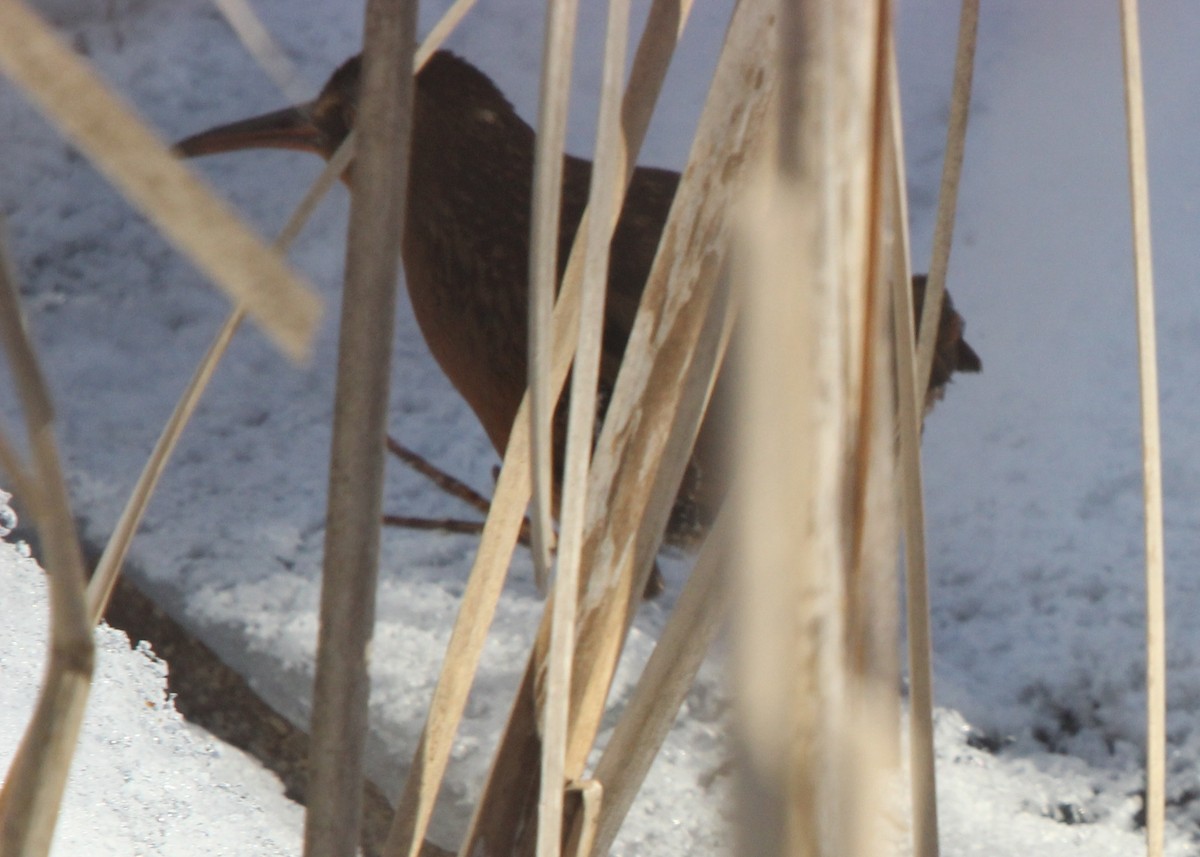 Virginia Rail (Virginia) - ML48790771