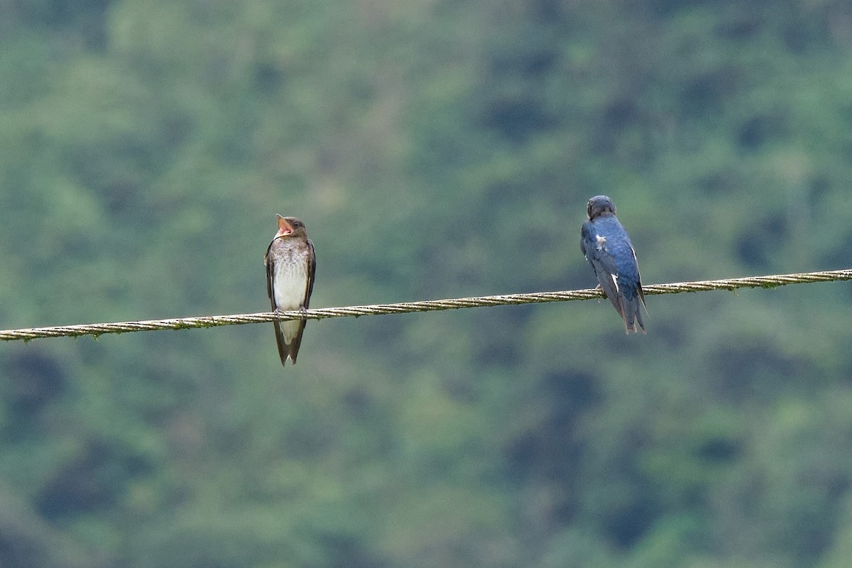 Golondrina Pechigrís - ML487908291