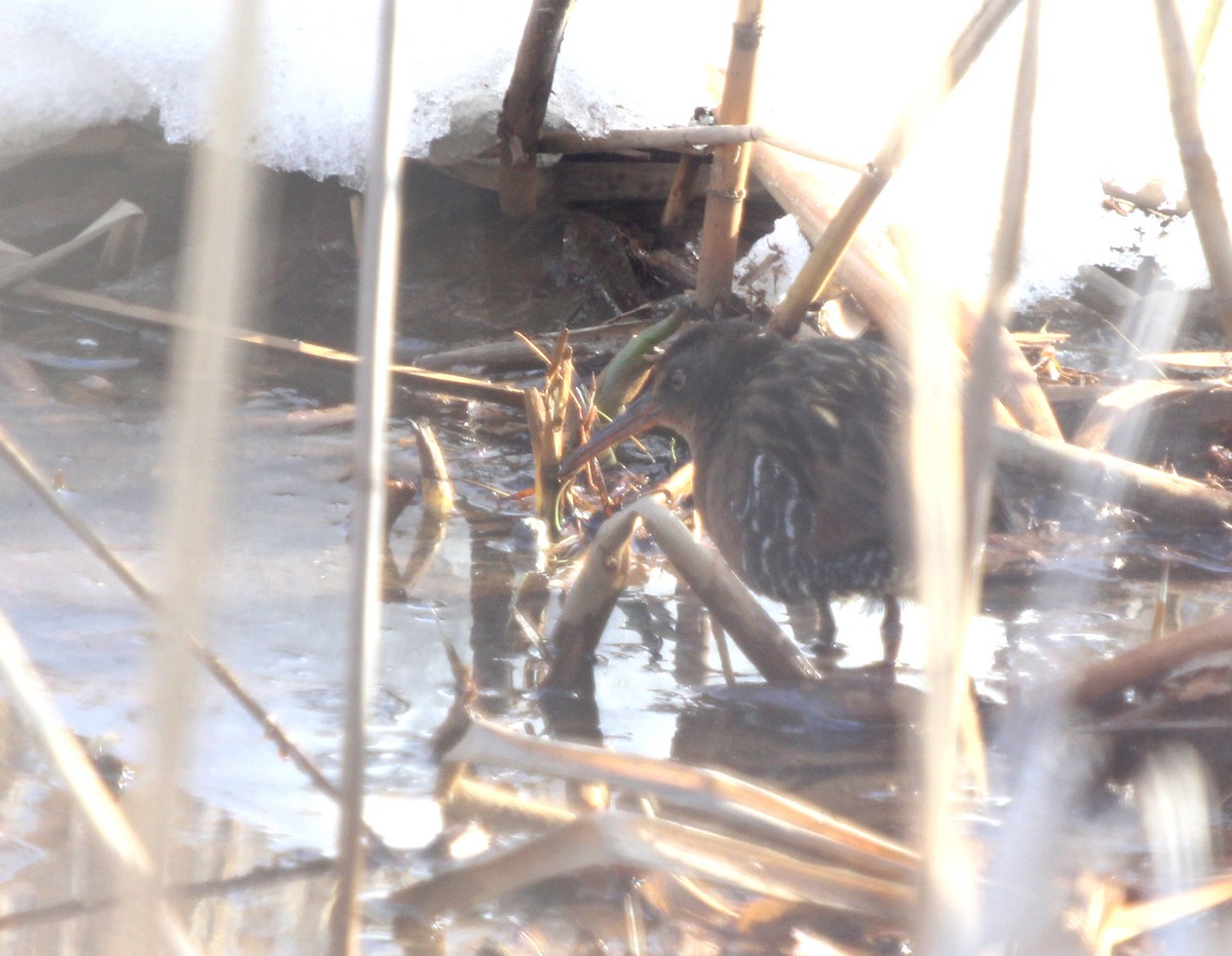 Virginia Rail (Virginia) - Dylan Pedro