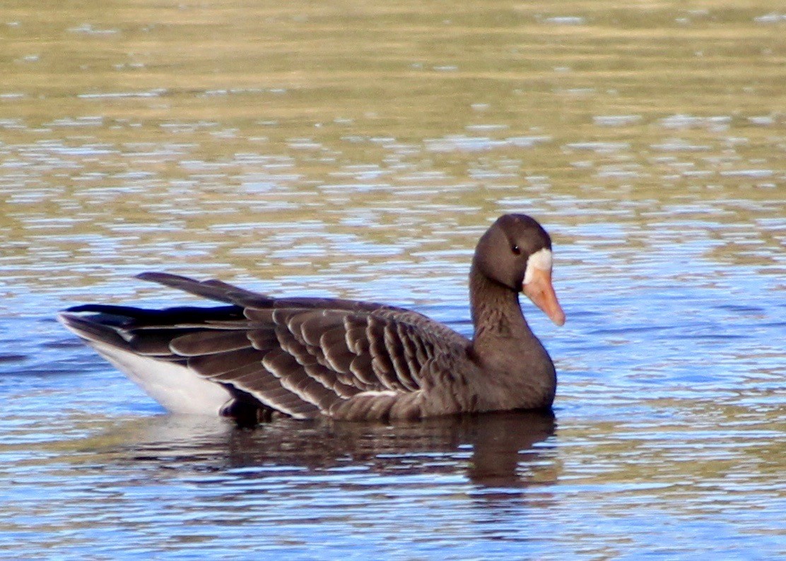 Greater White-fronted Goose - ML487908841