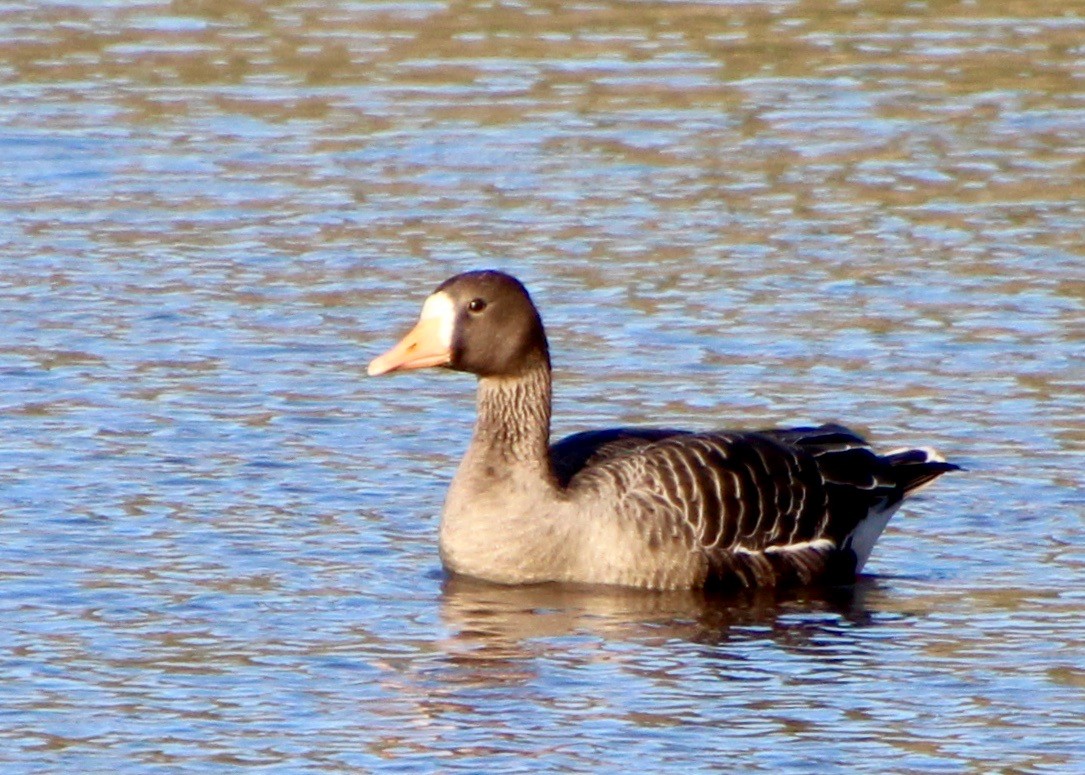 Greater White-fronted Goose - ML487908851
