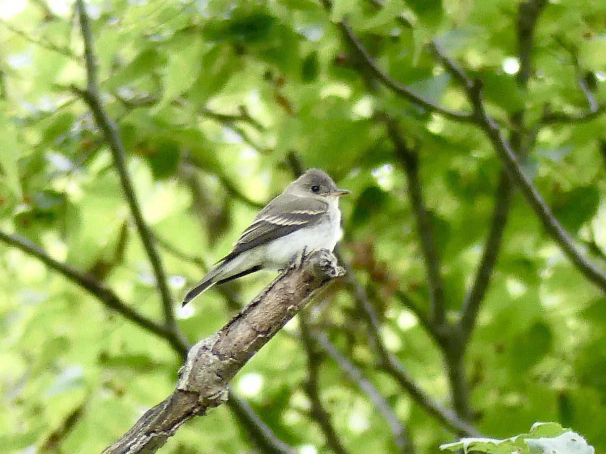 Eastern Wood-Pewee - ML487908881