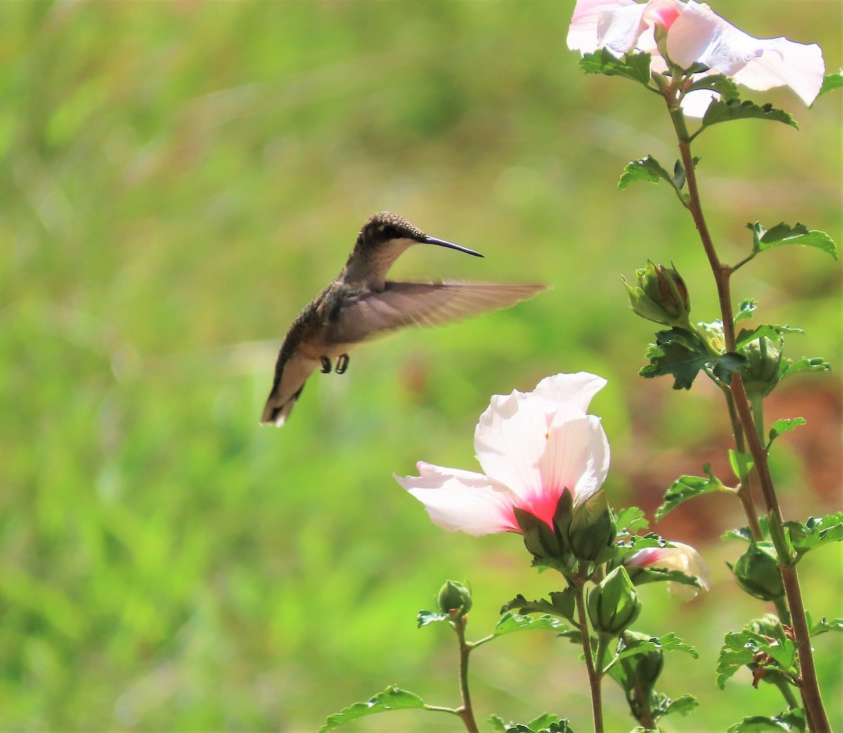 Ruby-throated Hummingbird - ML487909881