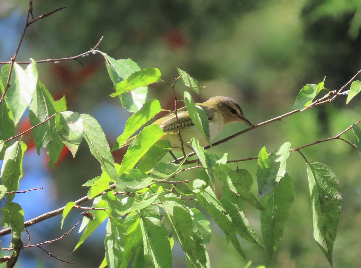 Red-eyed Vireo - ML487910451