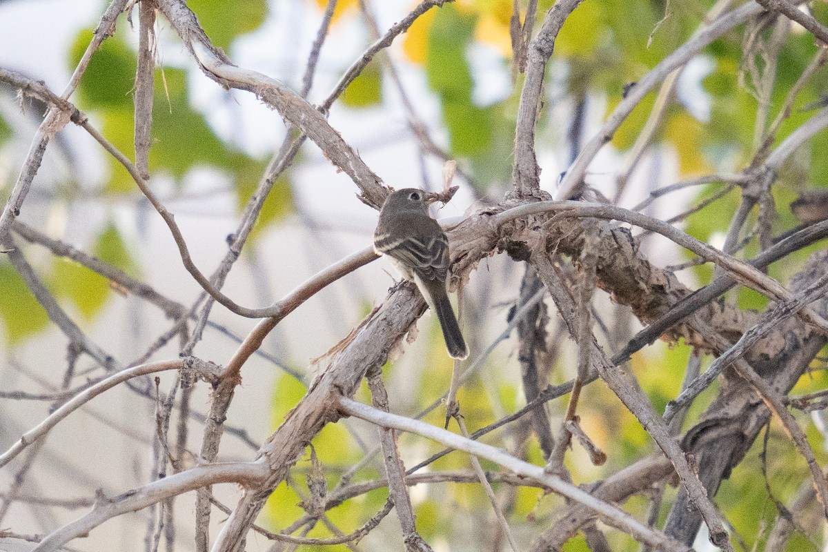 Dusky Flycatcher - ML487911091