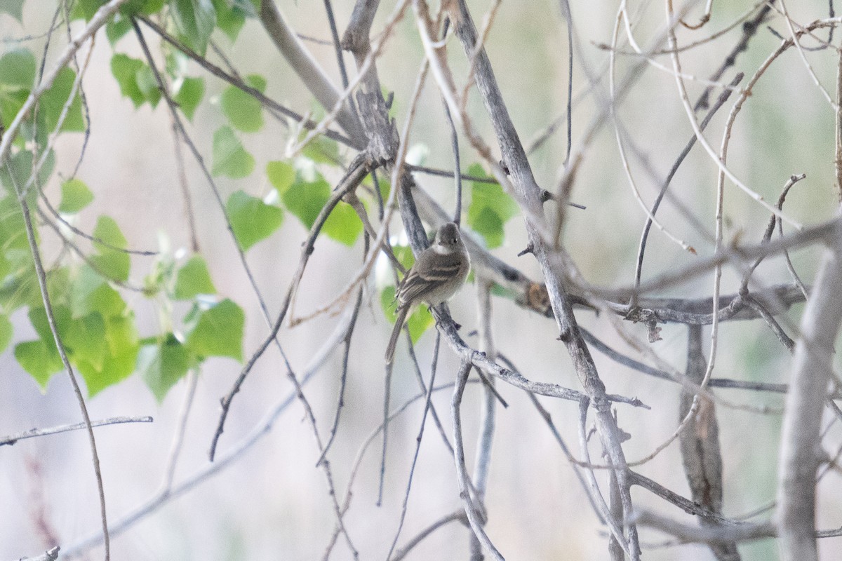 Dusky Flycatcher - ML487911101