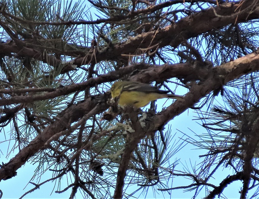 Yellow-throated Vireo - ML487911701