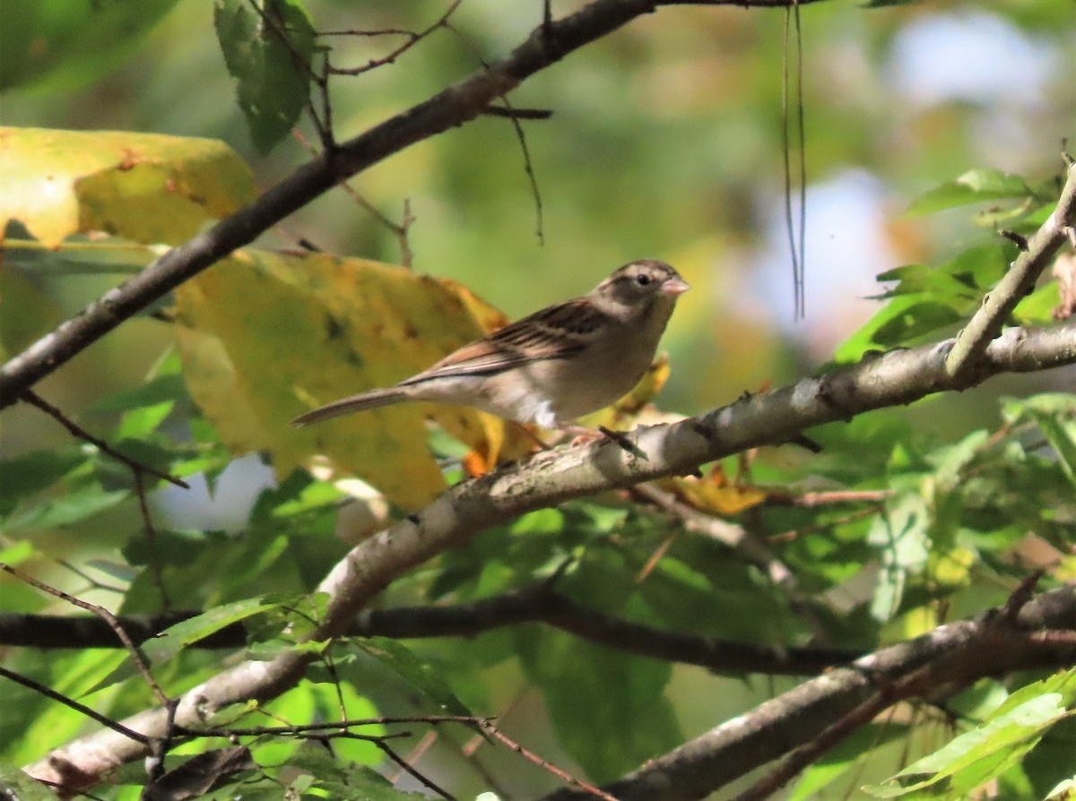 Chipping Sparrow - ML487912131