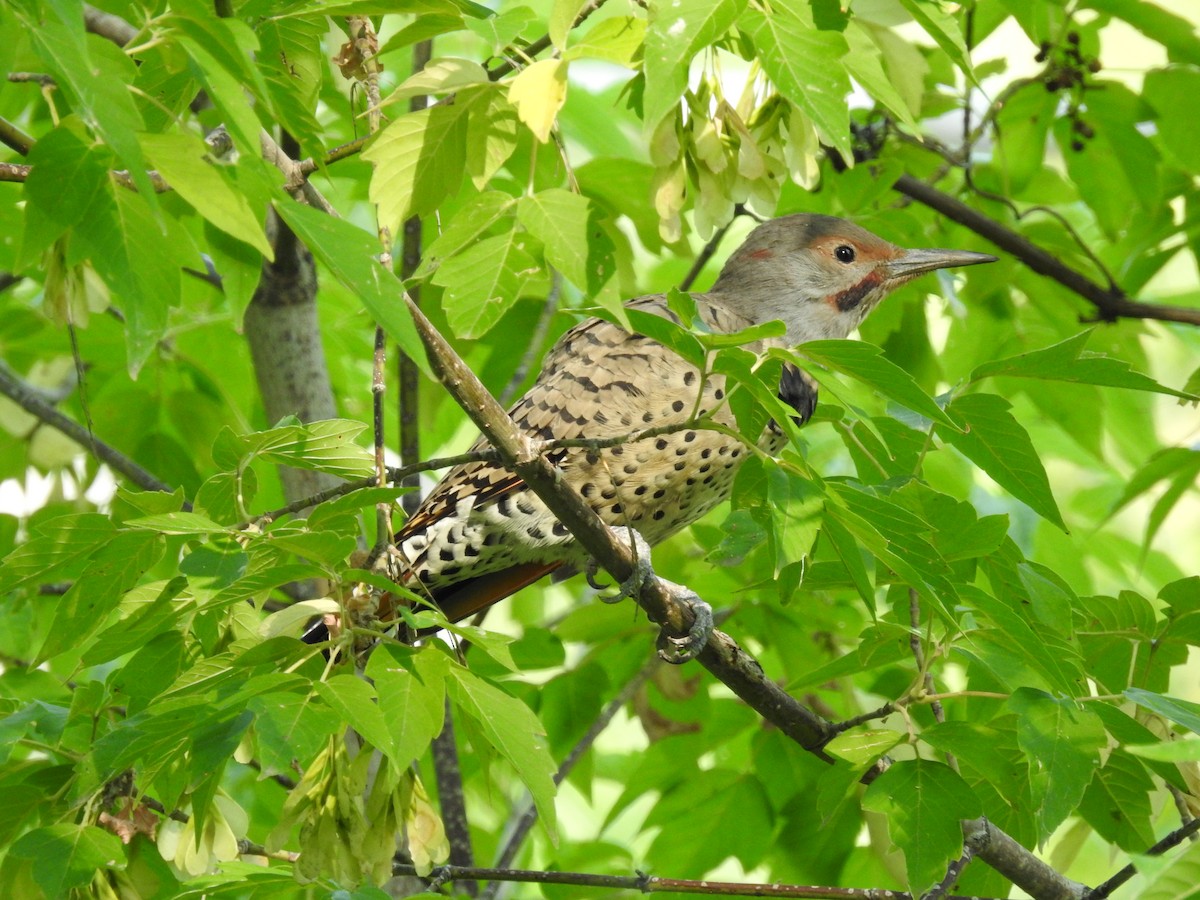 ハシボソキツツキ（auratus／luteus） - ML487912771