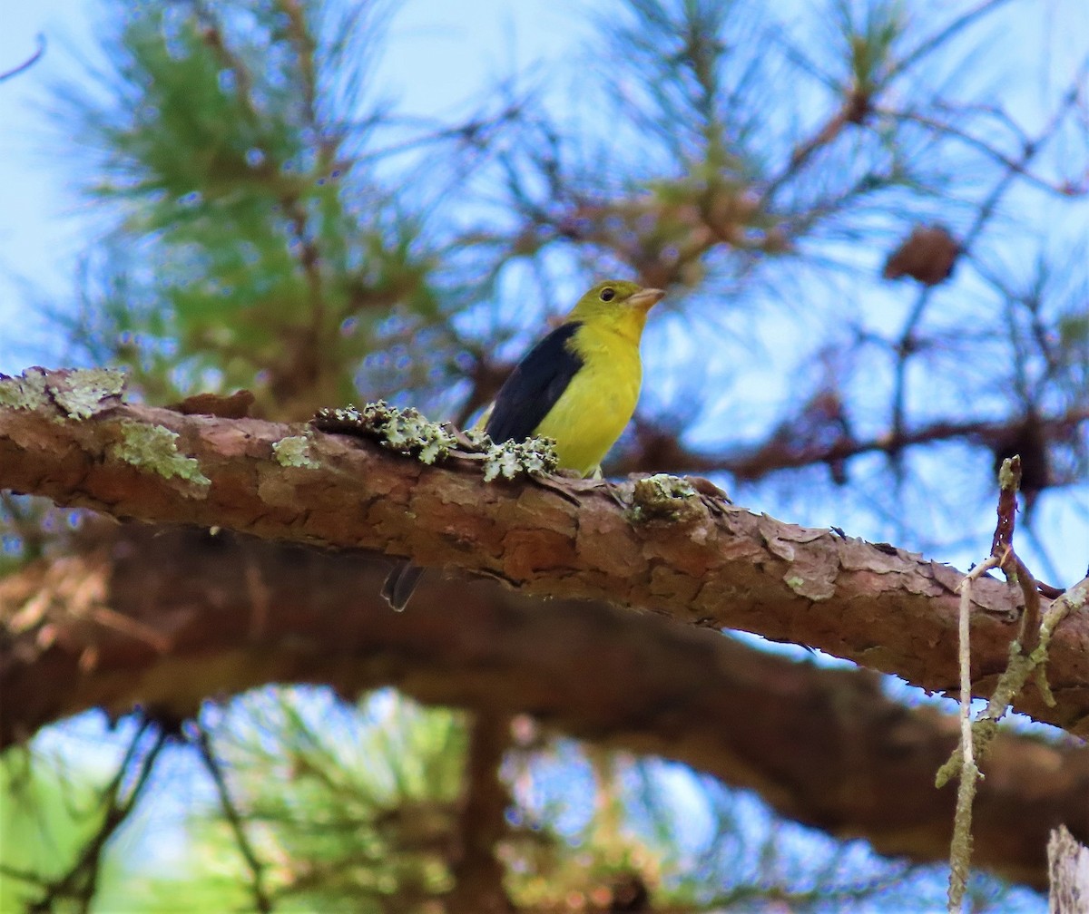 Scarlet Tanager - ML487912901