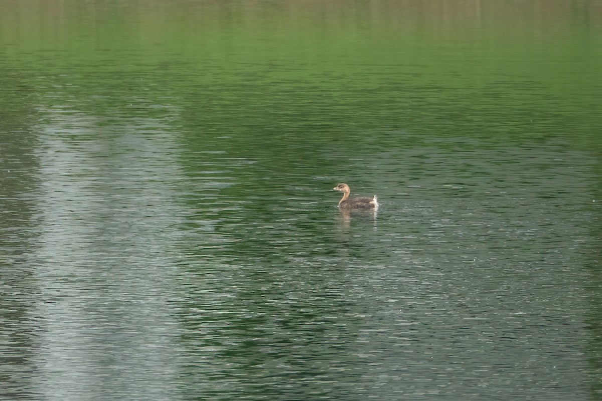 Pied-billed Grebe - ML487913331