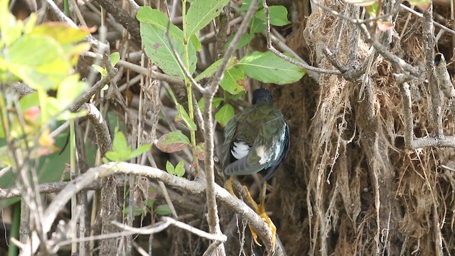 Purple Gallinule - ML487914