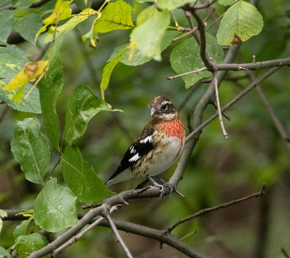 Rose-breasted Grosbeak - ML487916021