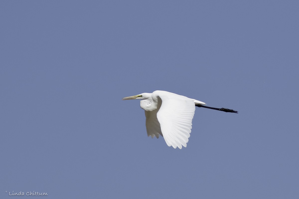 Great Egret - ML487916311