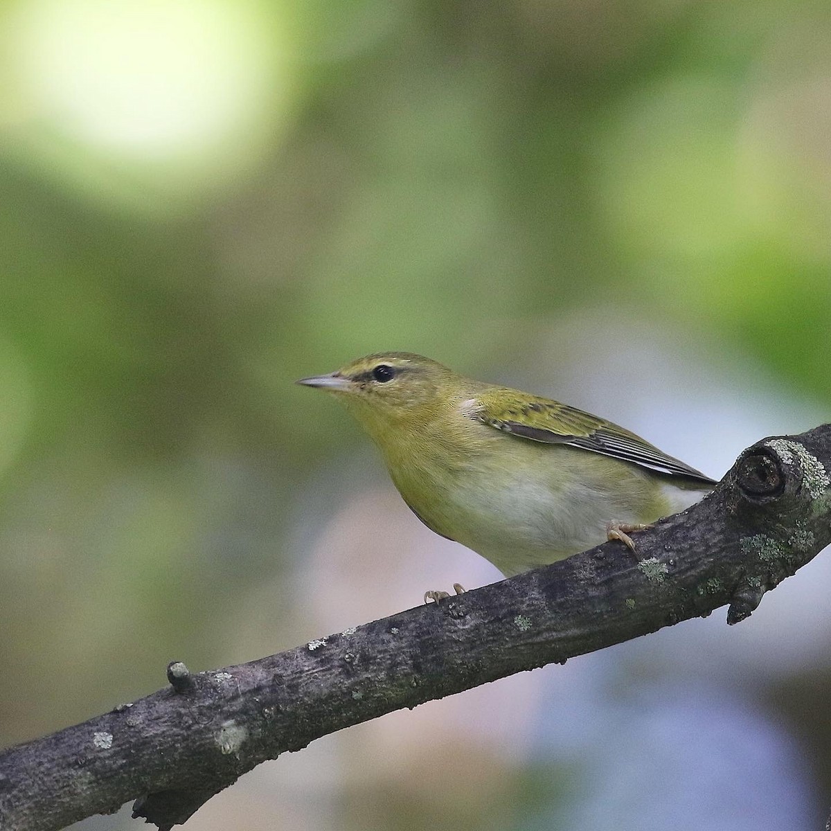 Tennessee Warbler - ML487916591