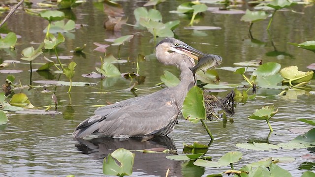 Great Blue Heron (Great Blue) - ML487917