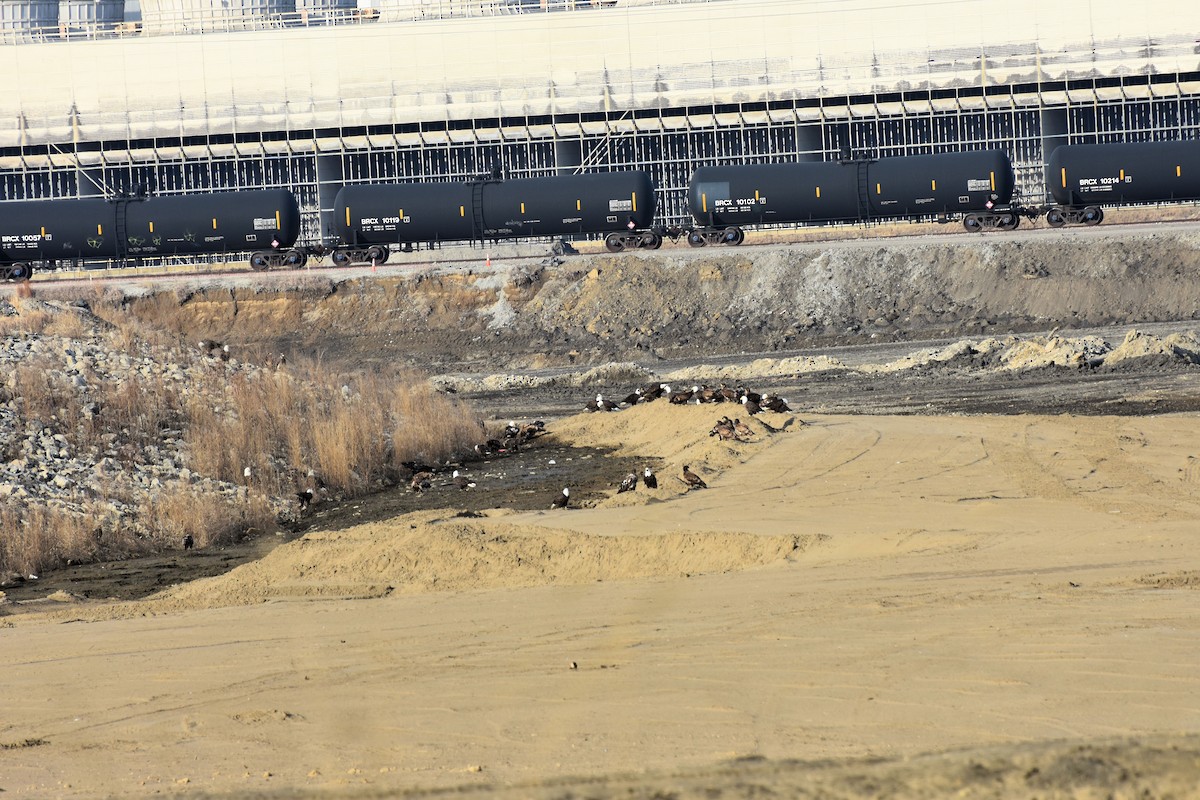 Bald Eagle - ML48791721