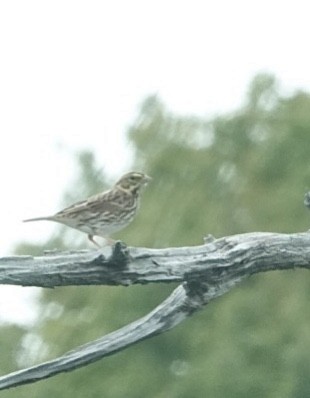 Savannah Sparrow - ML487919001