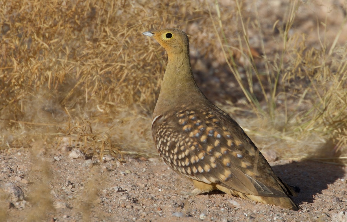 Namaqua Sandgrouse - ML487919021